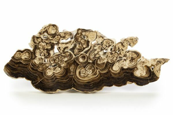 A slab of chocolate calcite showing the swirling brown patterns.